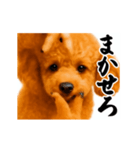 パリピ横揺れトイプードル（個別スタンプ：22）