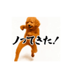 パリピ横揺れトイプードル（個別スタンプ：23）