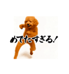 パリピ横揺れトイプードル（個別スタンプ：24）