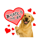 ラブラドールレトリバー★気遣いと感謝♡（個別スタンプ：1）