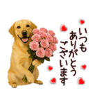 ラブラドールレトリバー★気遣いと感謝♡（個別スタンプ：2）