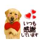 ラブラドールレトリバー★気遣いと感謝♡（個別スタンプ：3）