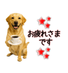 ラブラドールレトリバー★気遣いと感謝♡（個別スタンプ：5）