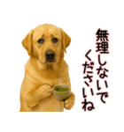 ラブラドールレトリバー★気遣いと感謝♡（個別スタンプ：10）