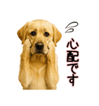 ラブラドールレトリバー★気遣いと感謝♡（個別スタンプ：11）