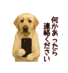 ラブラドールレトリバー★気遣いと感謝♡（個別スタンプ：12）