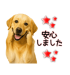 ラブラドールレトリバー★気遣いと感謝♡（個別スタンプ：15）