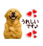 ラブラドールレトリバー★気遣いと感謝♡（個別スタンプ：16）
