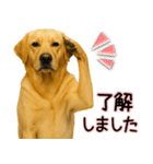 ラブラドールレトリバー★気遣いと感謝♡（個別スタンプ：17）