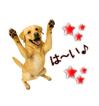 ラブラドールレトリバー★気遣いと感謝♡（個別スタンプ：18）