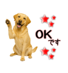 ラブラドールレトリバー★気遣いと感謝♡（個別スタンプ：19）