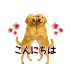 ラブラドールレトリバー★気遣いと感謝♡（個別スタンプ：20）