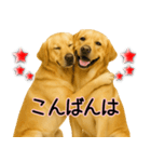 ラブラドールレトリバー★気遣いと感謝♡（個別スタンプ：21）