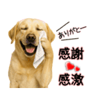 ラブラドールレトリバー★気遣いと感謝♡（個別スタンプ：22）