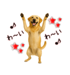 ラブラドールレトリバー★気遣いと感謝♡（個別スタンプ：23）