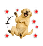 ラブラドールレトリバー★気遣いと感謝♡（個別スタンプ：24）