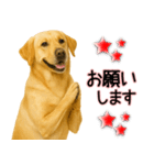 ラブラドールレトリバー★気遣いと感謝♡（個別スタンプ：25）
