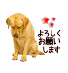 ラブラドールレトリバー★気遣いと感謝♡（個別スタンプ：26）