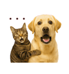 ラブラドールレトリバー★気遣いと感謝♡（個別スタンプ：28）