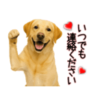 ラブラドールレトリバー★気遣いと感謝♡（個別スタンプ：29）