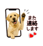ラブラドールレトリバー★気遣いと感謝♡（個別スタンプ：30）
