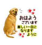 ラブラドールレトリバー★気遣いと感謝♡（個別スタンプ：31）