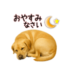 ラブラドールレトリバー★気遣いと感謝♡（個別スタンプ：32）