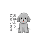 仕事で使いやすい敬語のトイプードル（個別スタンプ：1）