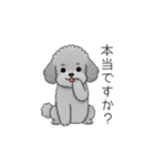 仕事で使いやすい敬語のトイプードル（個別スタンプ：16）