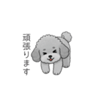 仕事で使いやすい敬語のトイプードル（個別スタンプ：25）