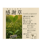 ⚫架空の草図鑑で日常会話（ダジャレ/ウケる（個別スタンプ：1）