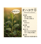 ⚫架空の草図鑑で日常会話（ダジャレ/ウケる（個別スタンプ：3）