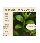 ⚫架空の草図鑑で日常会話（ダジャレ/ウケる（個別スタンプ：4）