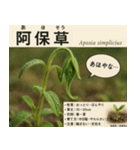 ⚫架空の草図鑑で日常会話（ダジャレ/ウケる（個別スタンプ：6）