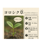 ⚫架空の草図鑑で日常会話（ダジャレ/ウケる（個別スタンプ：10）