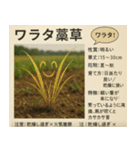 ⚫架空の草図鑑で日常会話（ダジャレ/ウケる（個別スタンプ：13）