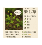 ⚫架空の草図鑑で日常会話（ダジャレ/ウケる（個別スタンプ：15）