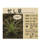 ⚫架空の草図鑑で日常会話（ダジャレ/ウケる（個別スタンプ：17）