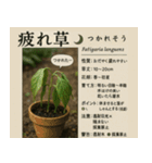 ⚫架空の草図鑑で日常会話（ダジャレ/ウケる（個別スタンプ：18）