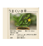 ⚫架空の草図鑑で日常会話（ダジャレ/ウケる（個別スタンプ：20）