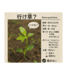 ⚫架空の草図鑑で日常会話（ダジャレ/ウケる（個別スタンプ：24）