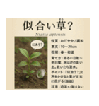 ⚫架空の草図鑑で日常会話（ダジャレ/ウケる（個別スタンプ：26）