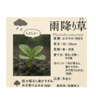 ⚫架空の草図鑑で日常会話（ダジャレ/ウケる（個別スタンプ：27）