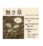 ⚫架空の草図鑑で日常会話（ダジャレ/ウケる（個別スタンプ：28）