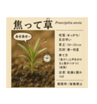 ⚫架空の草図鑑で日常会話（ダジャレ/ウケる（個別スタンプ：30）