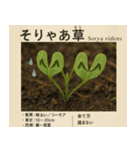 ⚫架空の草図鑑で日常会話（ダジャレ/ウケる（個別スタンプ：32）