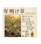 ⚫架空の草図鑑で日常会話（ダジャレ/ウケる（個別スタンプ：34）