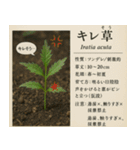 ⚫架空の草図鑑で日常会話（ダジャレ/ウケる（個別スタンプ：35）
