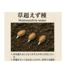 ⚫架空の草図鑑で日常会話（ダジャレ/ウケる（個別スタンプ：37）