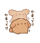 もっちりプードル2（個別スタンプ：12）
